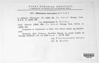 Melampsora epitea image